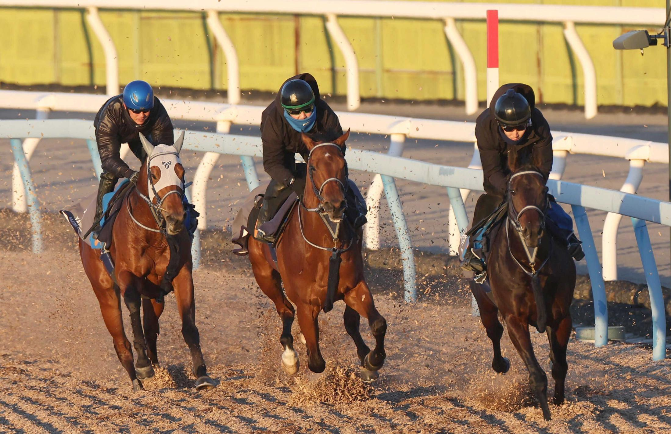 【京成杯】ポルフュロゲネトス軽快！３頭併せ真ん中でも我慢利いた　前走はレコード決着の２着、矢嶋師「状態も前走より上向き」