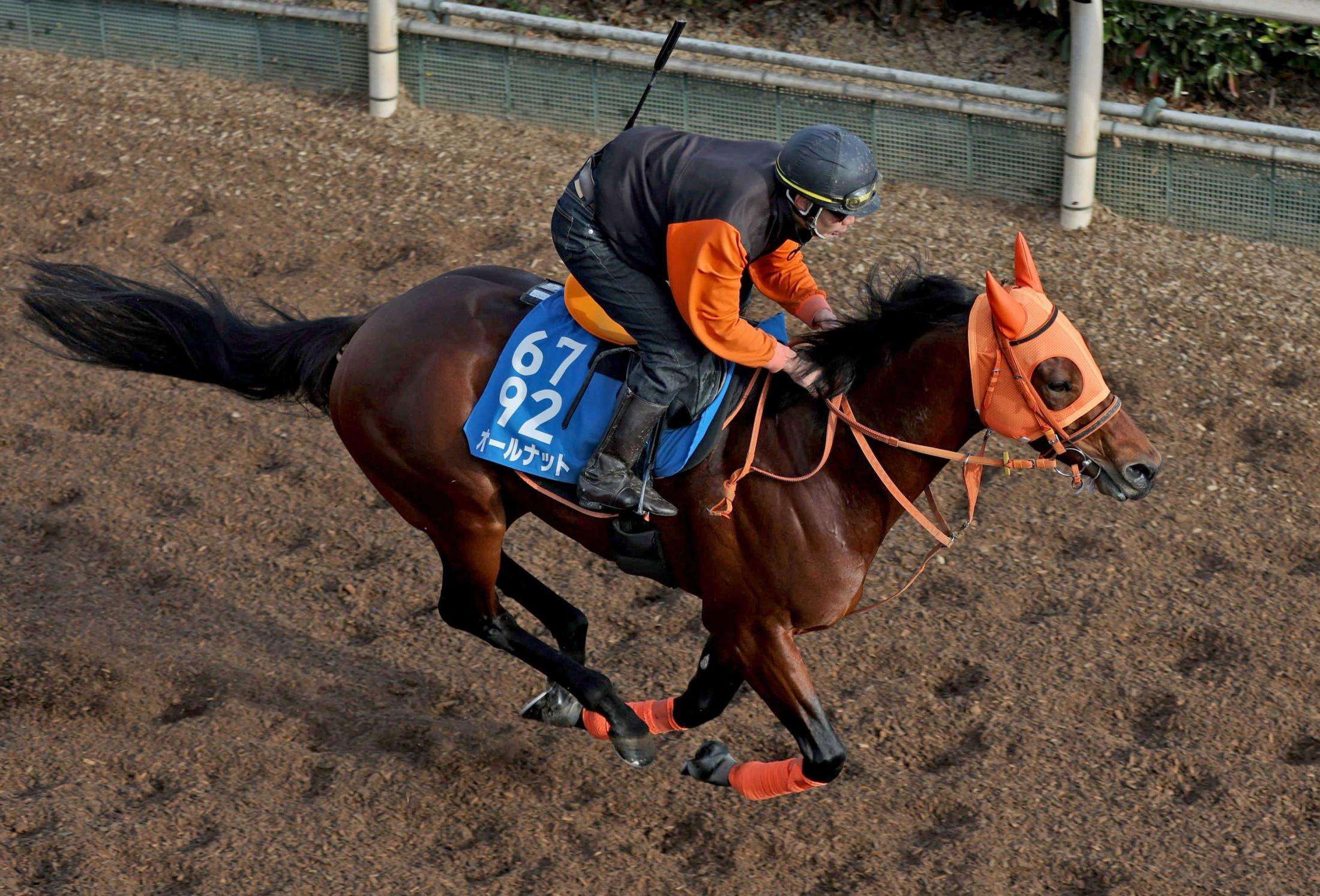 【日経新春杯】オールナット　前走１０着から得意舞台での巻き返しへ活気十分　高野師「この中間も穏やかに進めてきました」