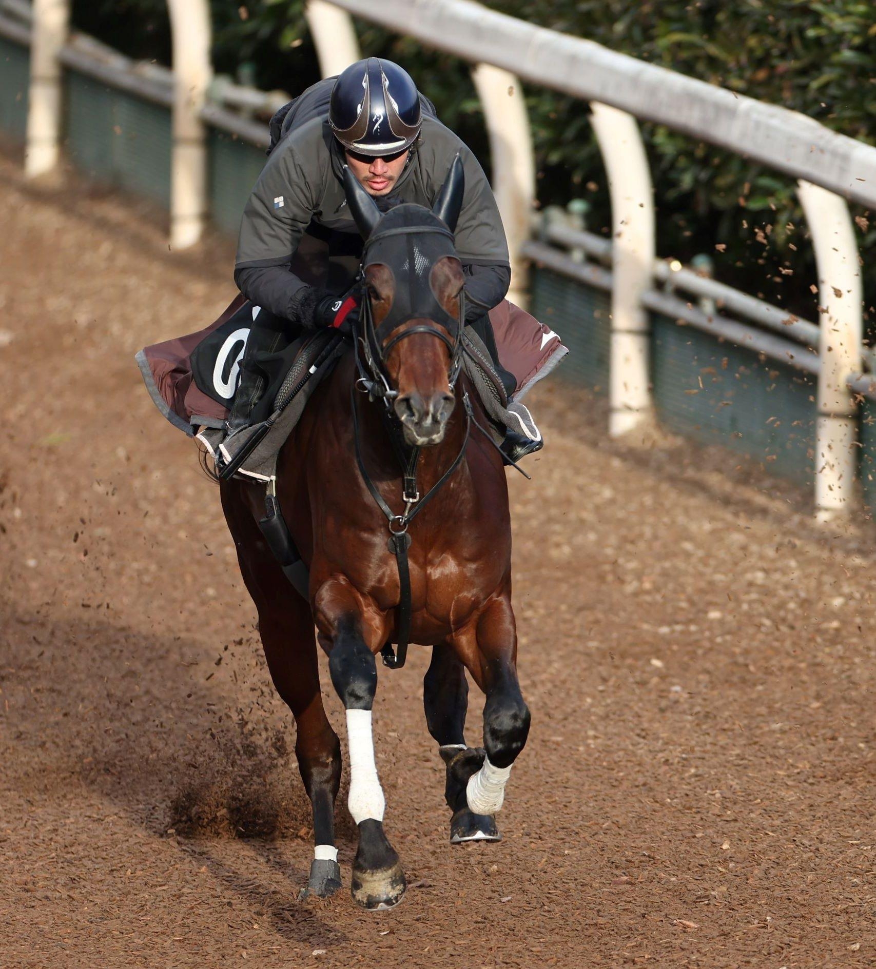 【京成杯】マテンロウゲイル　隠し切れない鋭さ　ソフト仕上げ指示も躍動感、野中師「それでも動けていたね」