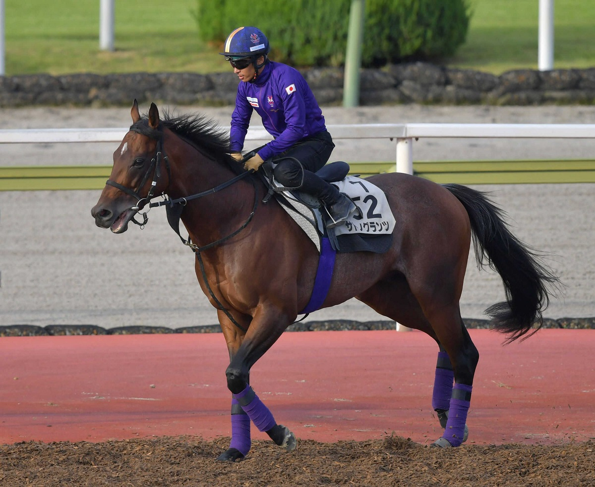 ドンアミティエがリヤドダートスプリント招待受諾　サトノグランツはアミールＴの招待受諾