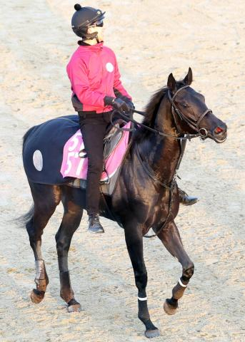 【注目馬動向】3冠牝馬リバティアイランドの半妹、コニーアイランドはチューリップ賞へ