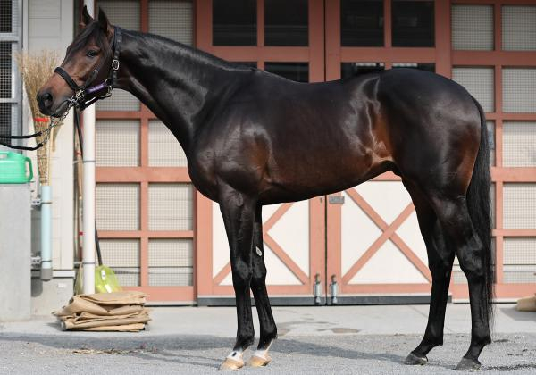 【AJCC予想】チャックネイトほか有力馬の馬体をチェック！