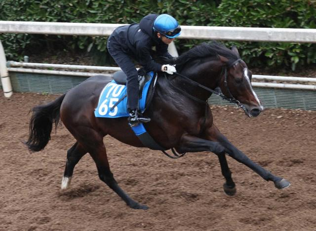 【プロキオンS】シゲルショウグン　武豊と初コンビ　陣営「鞍上にお任せ」