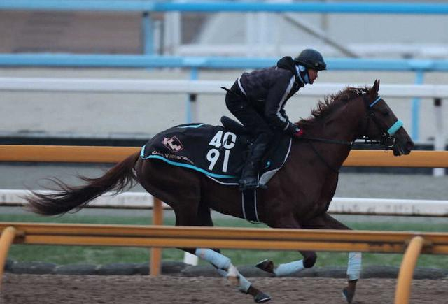 【若駒S】ショウナンハヤナミ　大舞台への道を切り開く　厩舎先輩ヴェラアズールの“再来”
