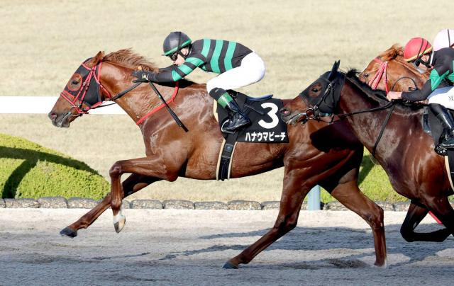 【プロキオンS】在厩調整で重賞初制覇に挑むハナウマビーチ　西園翔調教師「状態としては文句ないです」