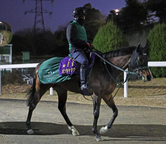 パンジャタワー　来月サウジ遠征へパワーアップ　五十嵐助手「期待通りの成長曲線」