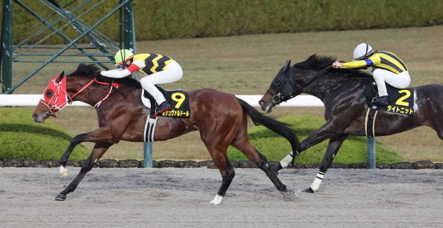 【プロキオンS】ルシュヴァルドール、目指す重賞初V　金羅助手「充実してきた」