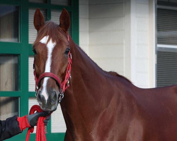 【プロキオンS】ハナウマビーチ、重賞初挑戦で初V決める!西園翔師、上積みアピール