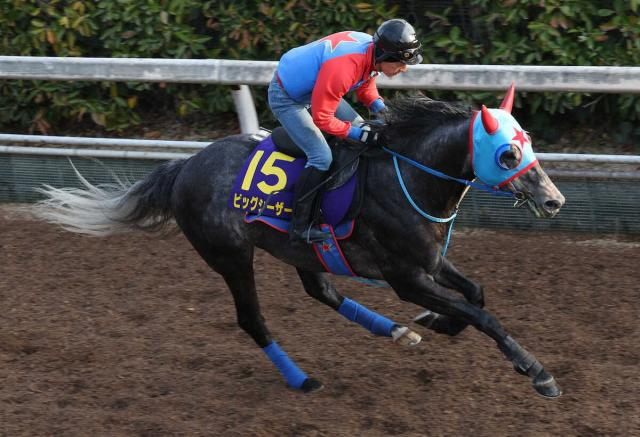 【シルクロードS】ビッグシーザー　骨折の影響なし　西園正師「京都も得意としているので何とか結果を」