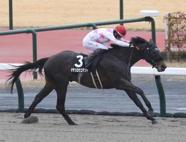 【根岸S】マテンロウコマンド　状態は上向き　長谷川師「体は締まって見えます」