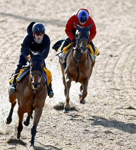 【根岸S】マピュース「ダートは合うと思う」田辺裕信騎手は期待　2頭併せで馬なり併入　時計も上々