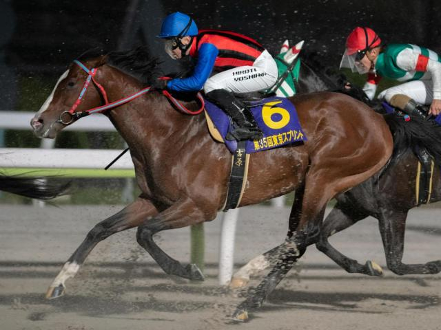 ギシギシが種牡馬生活をスタート 青森県の東北牧場にて
