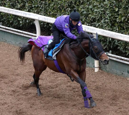 【シルクロードS】ロードフォアエース　友道厩舎スプリント重賞初制覇へ坂路4F52秒3「さらに素軽く」