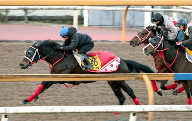 【東京新聞杯1週前】ラヴァンダが巻き返しに向けて抜群の動き　中村調教師「1週前なのでしっかりやろうと」