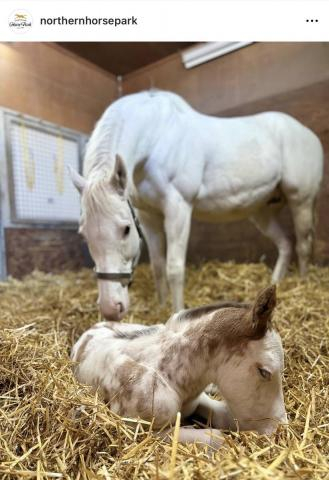 「推し馬確定」「茶髪のイケメン」珍しいブチ模様の子馬誕生にSNS感激　母は白毛馬のハウナニ