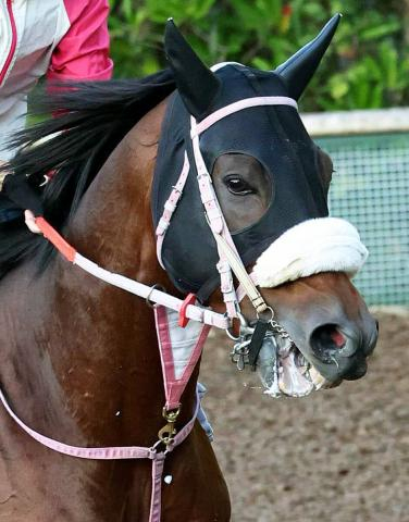 【注目馬動向】不滅の記録に挑むシャマルが栗東に帰厩　かきつばた記念から4連覇がかかる黒船賞へ