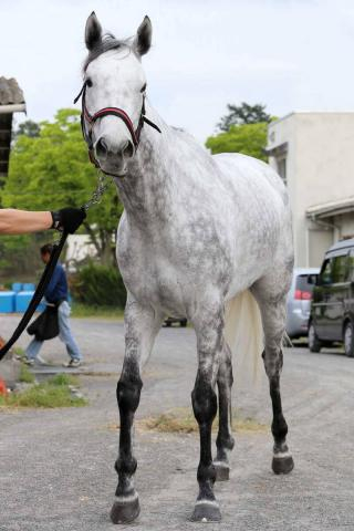 【POG】今週の友道厩舎は新馬も短距離　夏の電撃女王が母のサトノフレイが東京デビュー　友道調教師「水準以上」