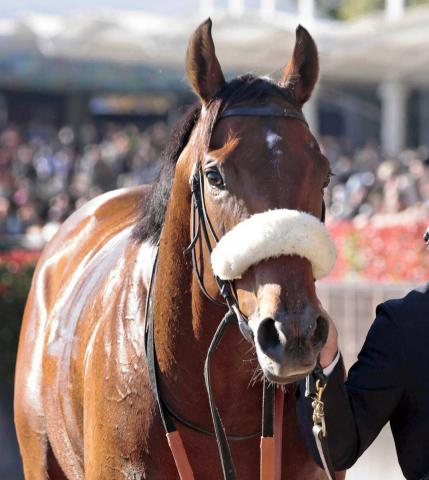 【注目馬動向】5戦4勝のディアナザールは阪急杯へ　2戦ぶりに団野大成騎手とコンビ