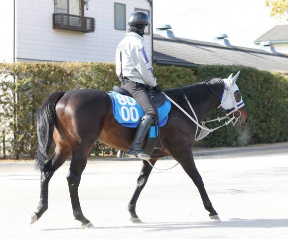【シルクロードS】ヤブサメは坂路をキャンターで軽快　石橋調教師「豊も京都の方がいいと言っていた」