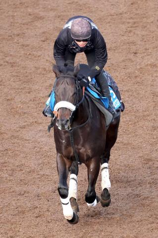 【根岸S】1400メートルで4勝のマテンロウコマンドが好気配　長谷川調教師「兵庫GTを使って良くなった」
