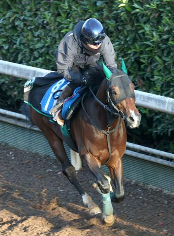 【シルクロードS】4歳レイピアは角馬場で体をほぐす　陣営「パワーアップして古馬っぽくなってきた」