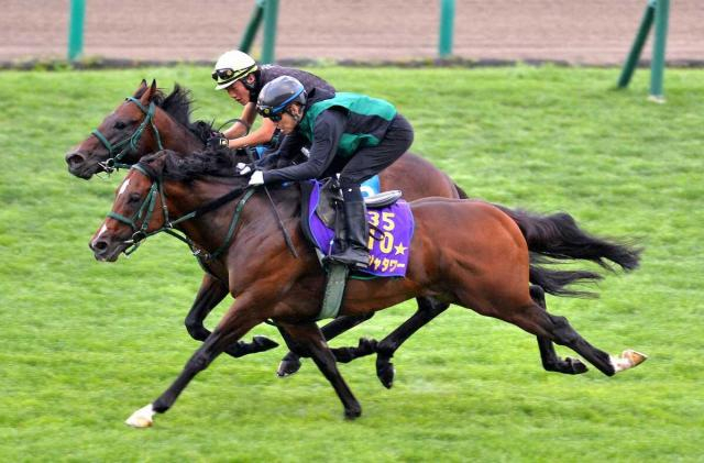 【サウジCデー・1351ターフS】パンジャタワー、動き良く坂路4F57秒1　4日出国予定