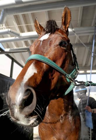 【1351ターフスプリント】ラスト11秒1!　パンジャタワーを松山絶賛「素晴らしかった」　現地はモレイラ騎手騎乗