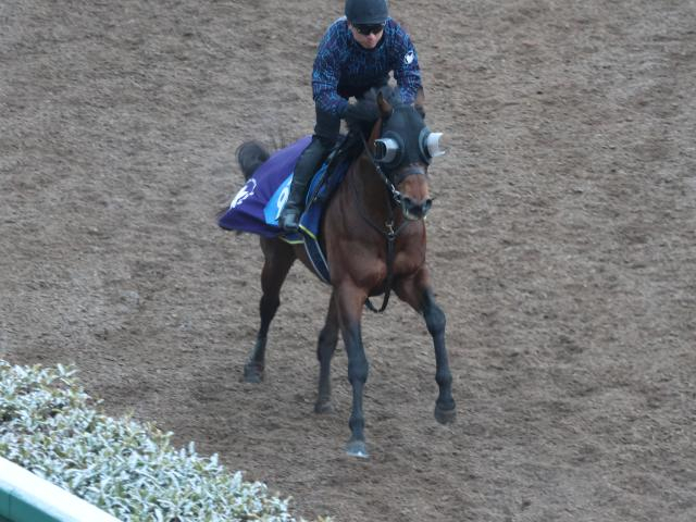 ディアナザールなど、先週の入厩情報/栗東トレセンニュース