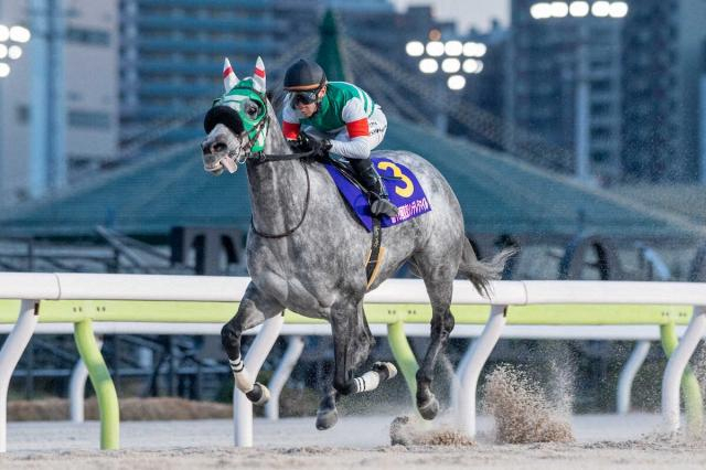 大井のフェブランシェが引退…繁殖入り　25年スパーキングレディーC制覇　根岸S12着がラストラン