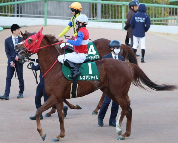 【注目馬動向】フェアリーS3着のレオアジャイルは自己条件で1800メートルへ距離延長
