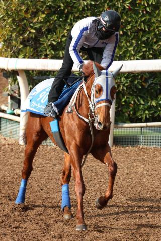 【東京新聞杯】「そこは気をつけて…」前走でG1・3着と復調気配示したウォーターリヒトの気になるポイントは?