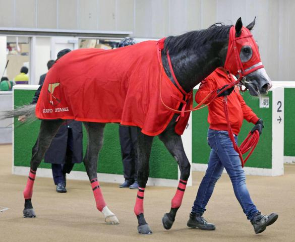 【サウジダービー】ケイアイアギトは抜群の伸びで追走先着　加藤征調教師「あまりに動きがいい」