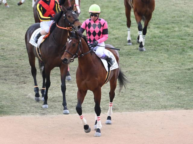 【3歳1勝クラス京都6Rレース後コメント】スマートジュリアス武豊騎手ら