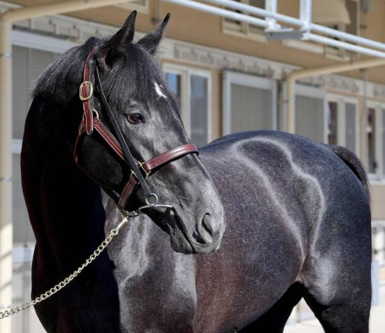 きさらぎ賞人気馬がまさかの境遇にSNS同情「可哀想すぎる」「吉か凶か」　ゾロアストロは競馬場で待機