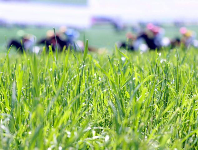 【京都競馬・10日の馬場】芝は内に傷みあり　外差し、追い込み馬が有利に　ダートはハイペースからの前崩れを警戒