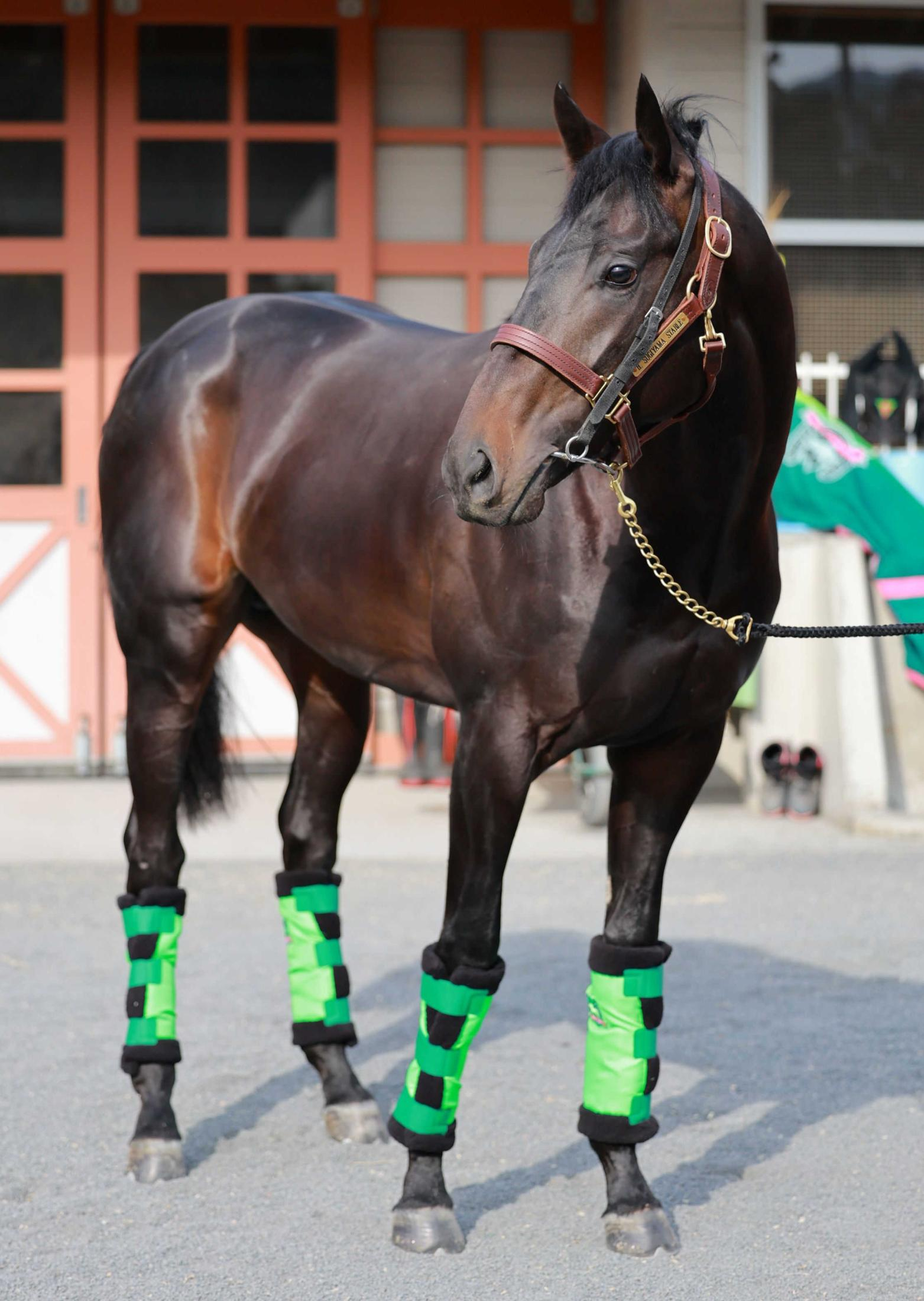 【共同通信杯】ロブチェン　“クラシック登竜門”へ始動　中間追い切りも順調　松山「だいぶしっかりしてきた」