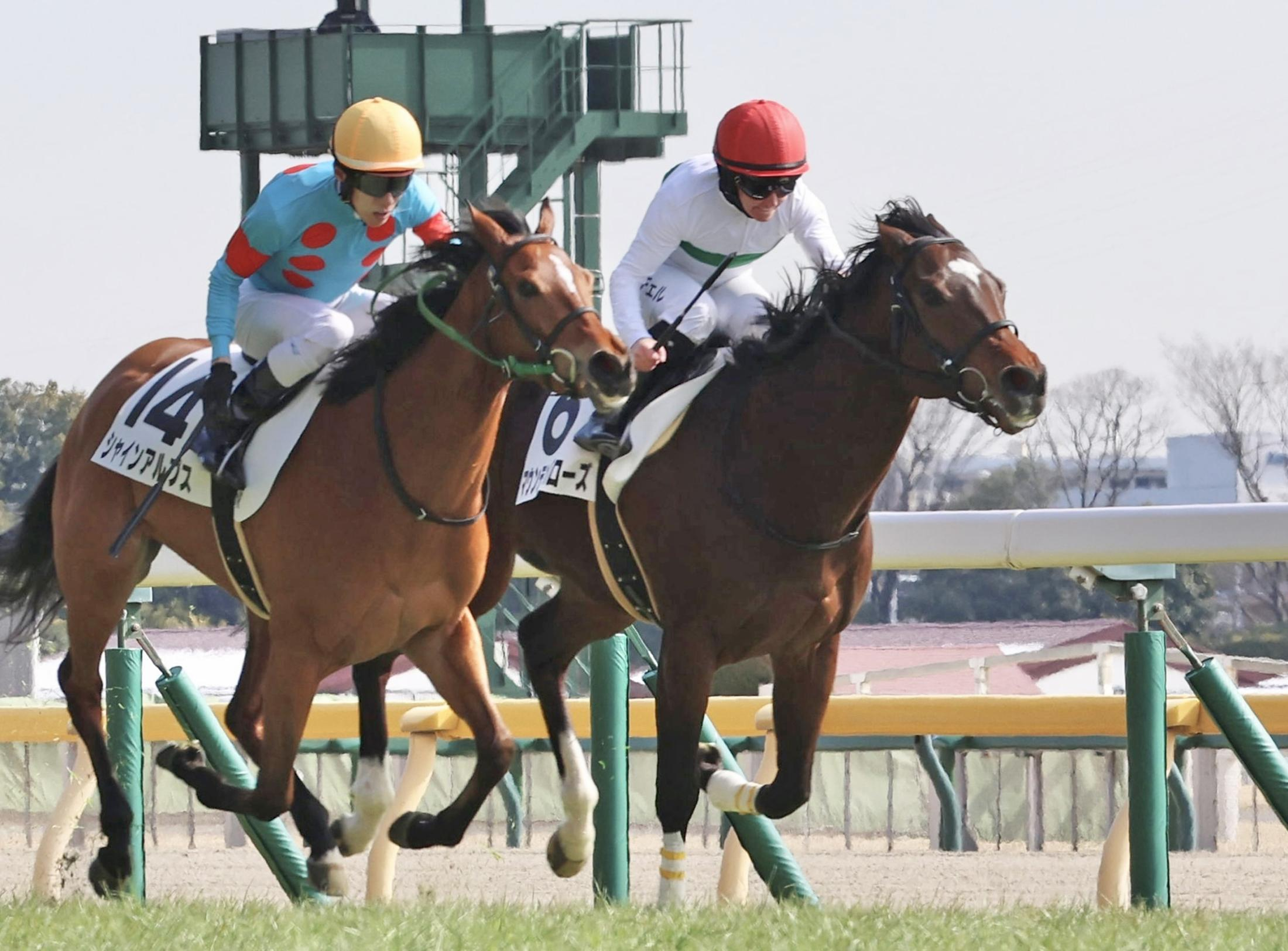 【新馬戦】マウンテンバローズ　激戦制した！初陣星　キングが高評価「新馬と思えない落ち着き」