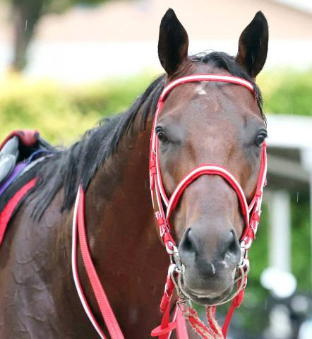 【サウジC】連覇を目指すフォーエバーヤングは6番ゲート　最大のライバル米国のナイソスは12番ゲート