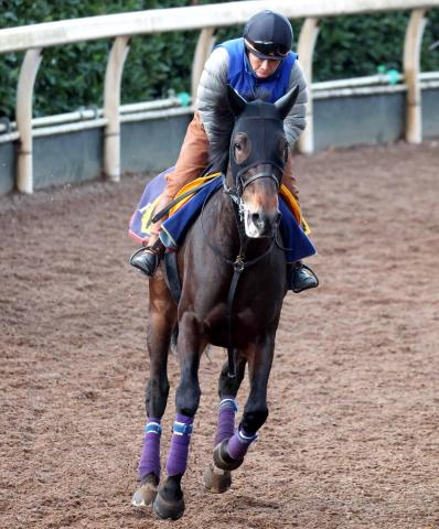 【注目馬動向】ホールネスが京都記念を回避　藤原調教師「大事を取ってやめます」1年1か月ぶり復帰めざすも