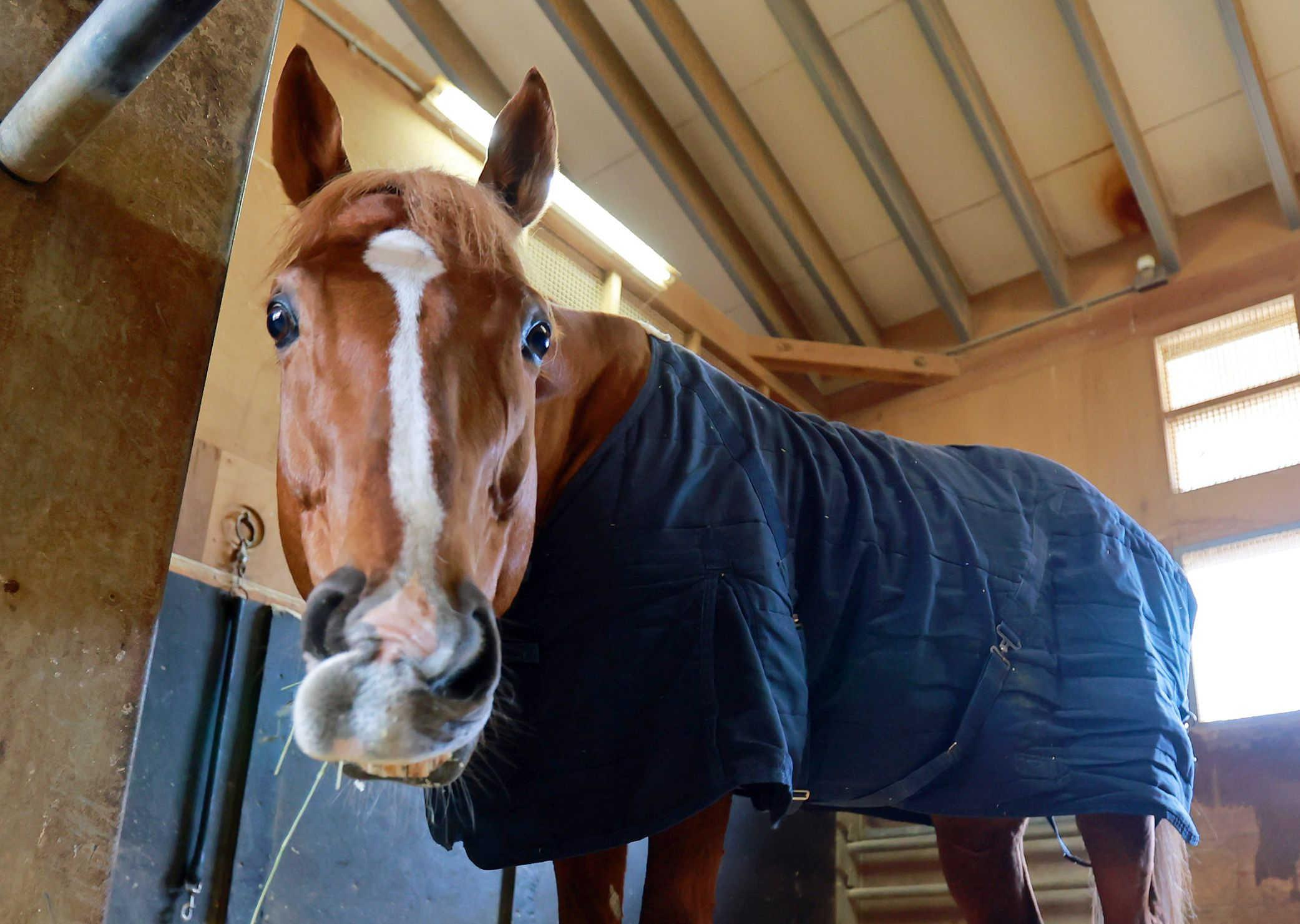 【京都記念】バビット　いざラストラン！ファンに最後の勇姿を届ける　浜田師「最後も自分の競馬をしてくれたら」