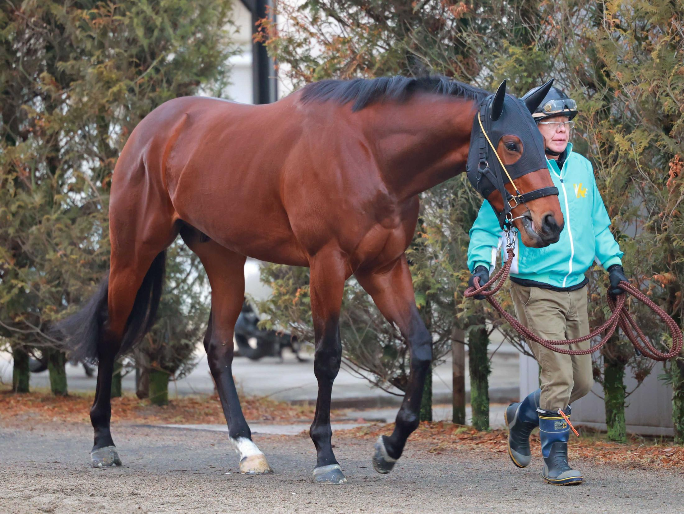 【新馬戦】マスターストーン　光り輝け！ダイヤの原石　重賞３勝馬ノットゥルノの半弟　５７０キロほどの大型馬に高野助手「ポテンシャルある」