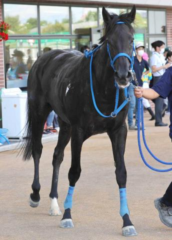 小倉ジャンプS出走予定だったブリエヴェールが疝痛のため死ぬ　出馬確定前に出走取消