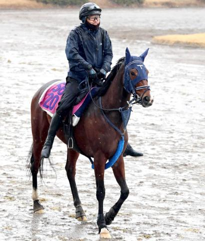 【クイーンC】「ピリピリ度が増している」重賞初挑戦V目指すモートンアイランド　気持ちの面がポイント