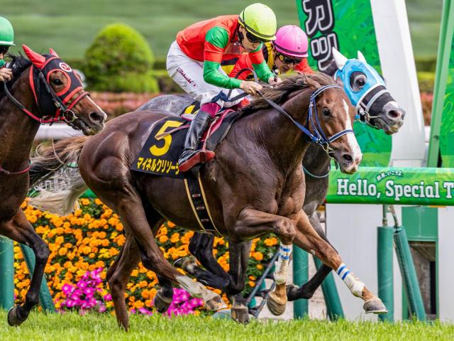京都芝はグラスワンダー系が特注 京都記念はマイネルクリソーラが波乱呼ぶ