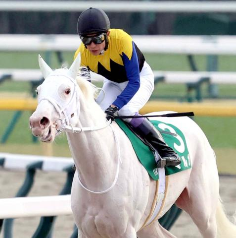 「撃沈」「色々やり直し」「美しい」白毛のアイドルホース候補にネット悲喜こもごも　クイーンC7着のマルガ