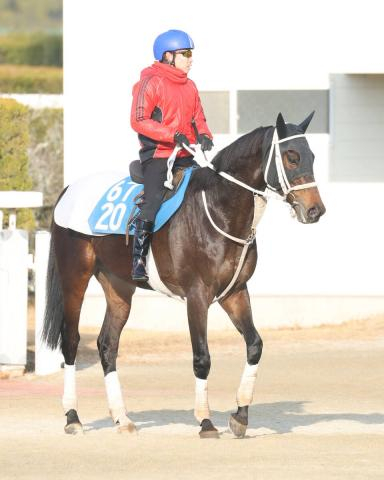 【京都記念】連勝中の上がり馬エコロディノスは試金石の一戦　陣営「ここでどんな競馬ができるか楽しみ」