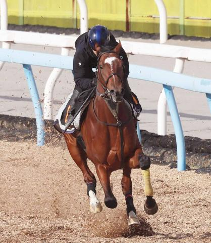 【報知杯弥生賞】タイダルロックが帰厩後初時計で上々の感触　武井調教師「上積みのある状態から」