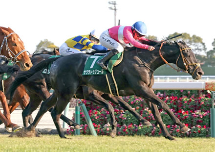 【フェブラリーS】初ダートのサクラトゥジュール堀師「脚がたまればダートでも脚は使える」