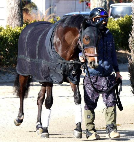 【POG】ラスト新馬戦　22日・阪神4Rの良血メイショウライガは遅れてきた大物か　陣営「前向きさあって素軽い」
