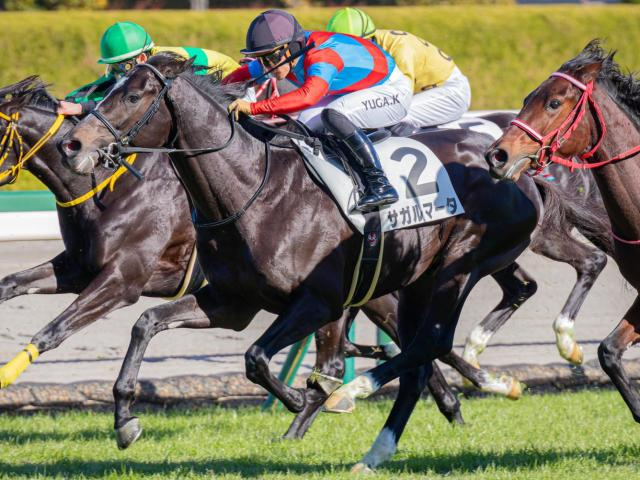 セレクト5.2億円のコントレイル産駒サガルマータ 今度こそ初勝利を